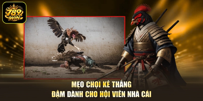 Mẹo chọi kê thắng đậm dành cho hội viên nhà cái